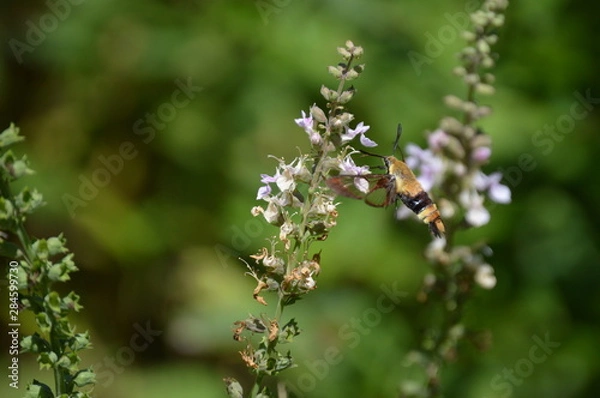 Fototapeta Snowberry Clearwing Moth