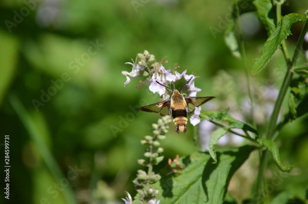 Fototapeta Snowberry Clearwing Moth