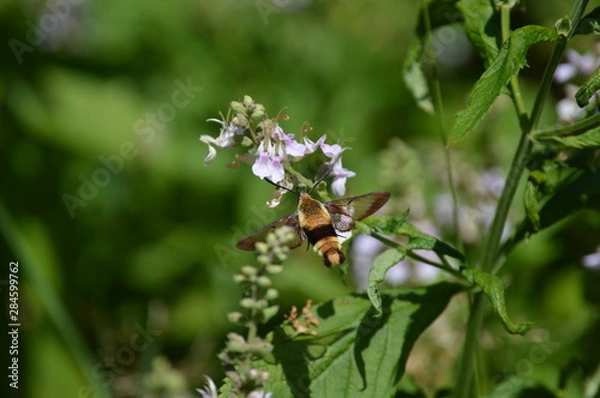 Fototapeta Snowberry Clearwing Moth