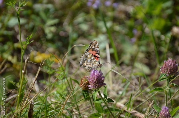 Obraz Butterfly Painted Lady