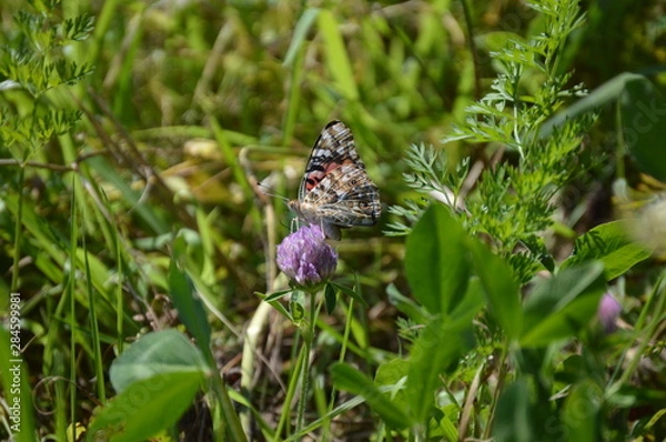 Obraz Butterfly Painted Lady