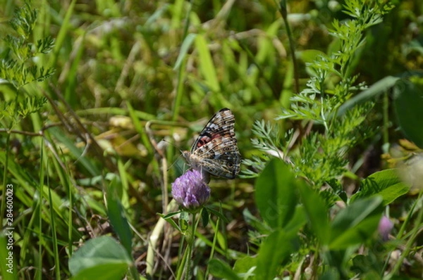 Obraz Butterfly Painted Lady