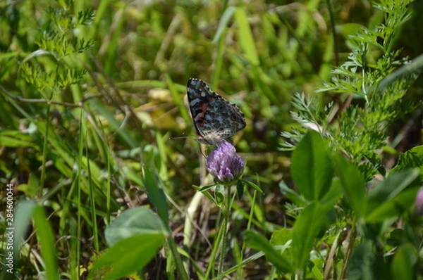 Obraz Butterfly Painted Lady