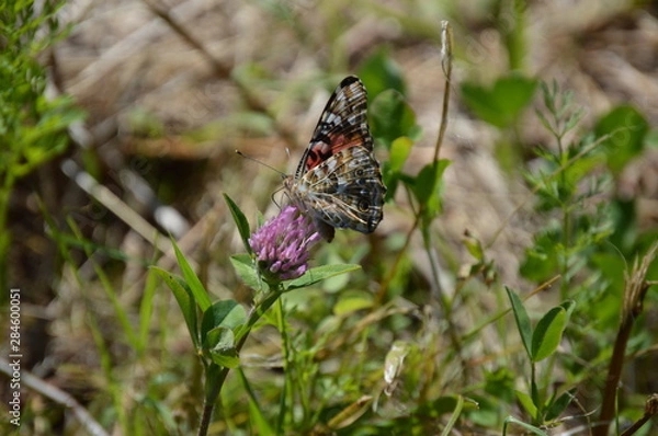 Obraz Butterfly Painted Lady