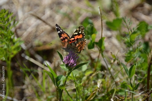 Obraz Butterfly Painted Lady