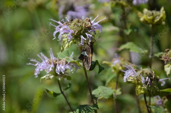 Obraz Butterfly Silver-spotted Skipper