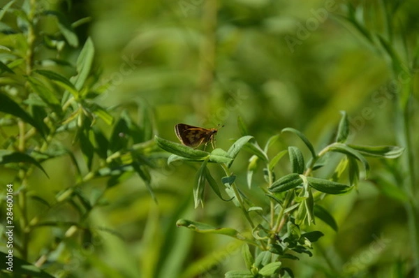Obraz Butterfly Peck's Skipper