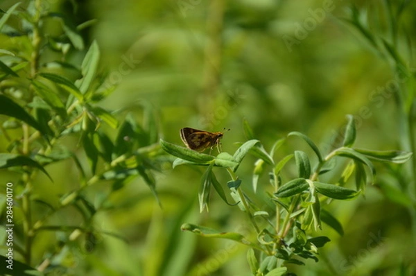 Obraz Butterfly Peck's Skipper