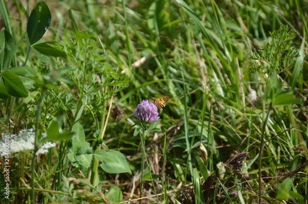 Obraz Butterfly Peck's Skipper