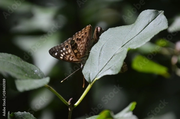 Fototapeta Butterfly Hackberry Emperor