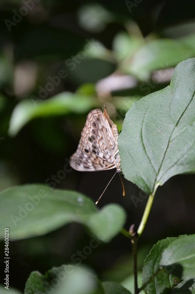 Fototapeta Butterfly Hackberry Emperor