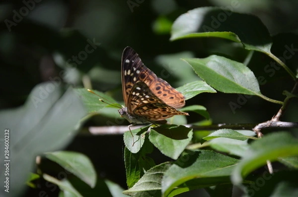 Obraz Butterfly Hackberry Emperor
