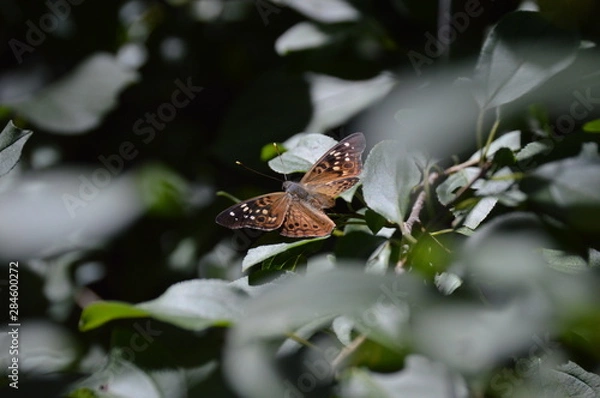 Fototapeta Butterfly Hackberry Emperor