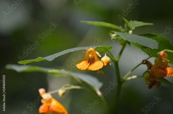 Obraz Common Jewelweed 2