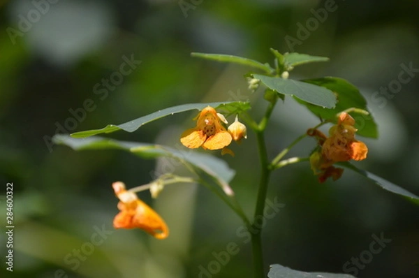 Obraz Common Jewelweed