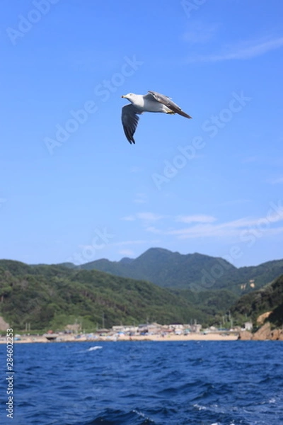 Fototapeta 浜辺を飛ぶカモメ