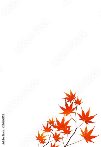 Fototapeta もみじの背景