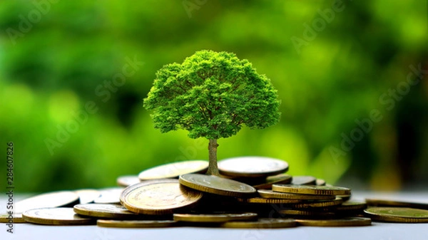 Fototapeta Small trees on a pile of gold coins and a natural green background. Money saving ideas.