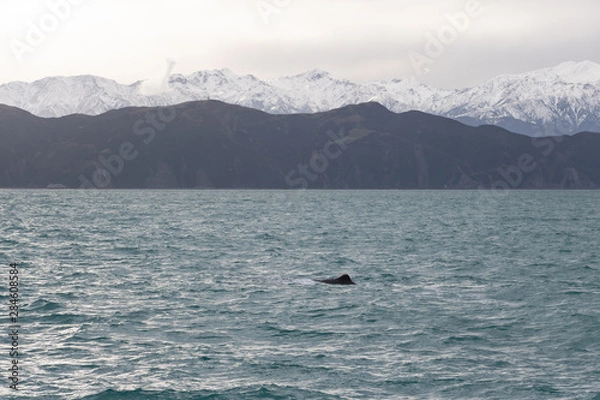Fototapeta Sperm Whale Fin with Kaikoura Mountains in Background 