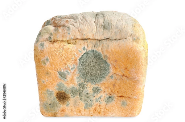 Fototapeta Moldy bread. Isolated