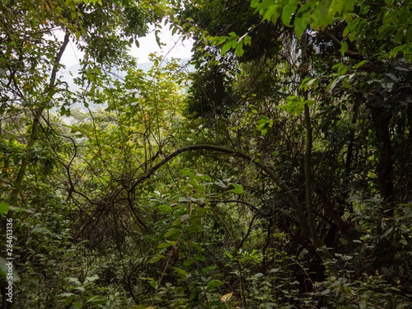 Fototapeta Bwindi Impenetrable Forest National Park, Uganda