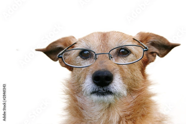 Obraz Dog wearing glasses