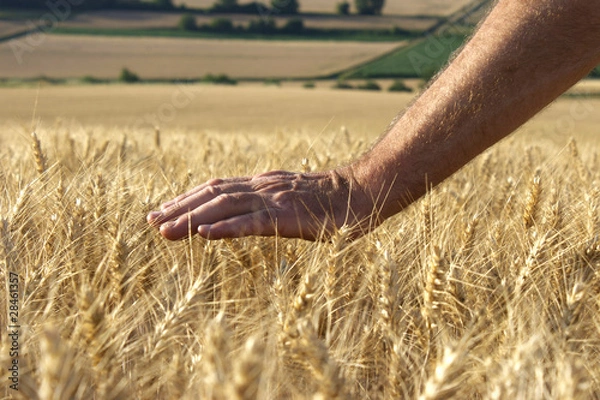 Fototapeta Hand im Weizen