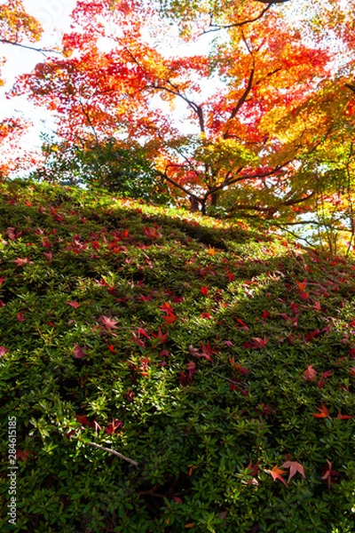 Fototapeta 日差しで輝くこうよと苔の上に落ちた紅葉