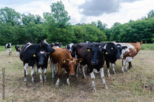Fototapeta Curious cattle herd in a forest glade