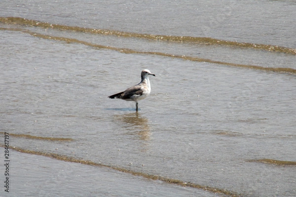 Fototapeta カモメ