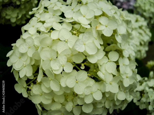 Obraz アジサイ、ペールグリーン