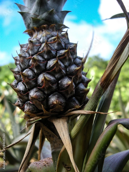 Obraz 収穫前のパイナップルの実