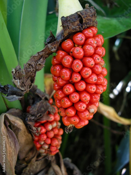 Obraz 赤い実、トロピカル
