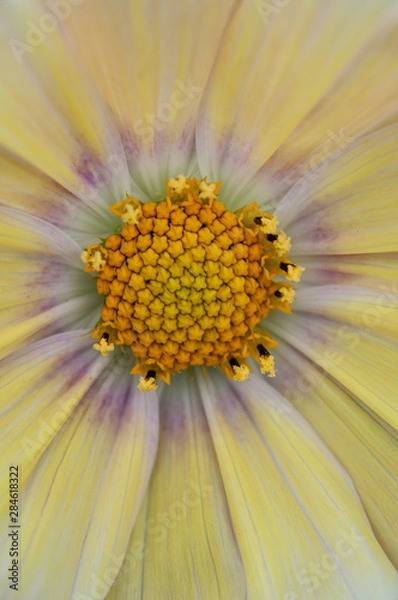 Obraz クリーム色のコスモス、クローズアップ