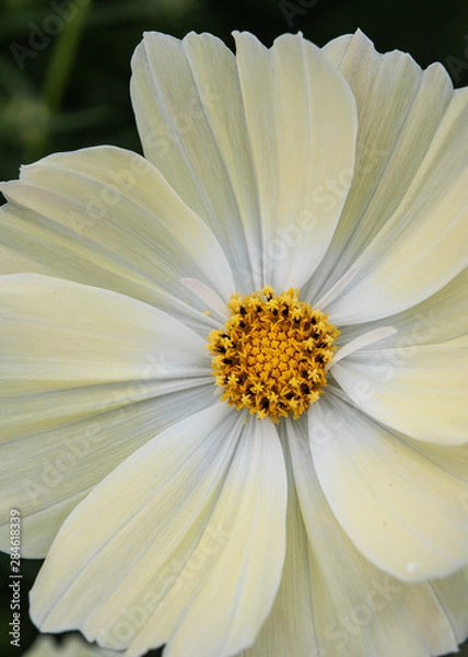 Obraz クリーム色のコスモス