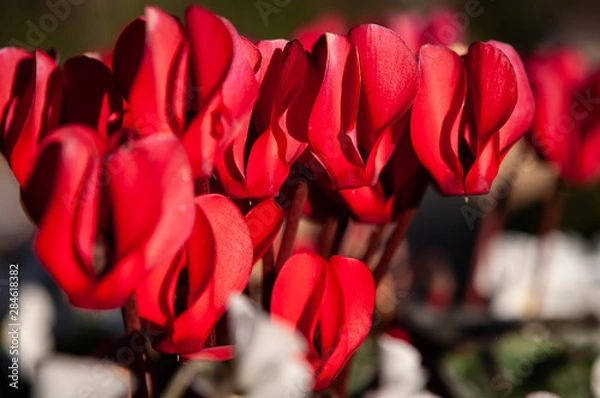 Obraz 赤のシクラメン