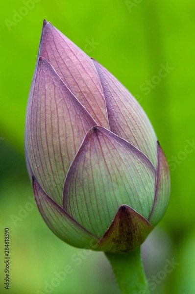 Obraz ハスのつぼみ