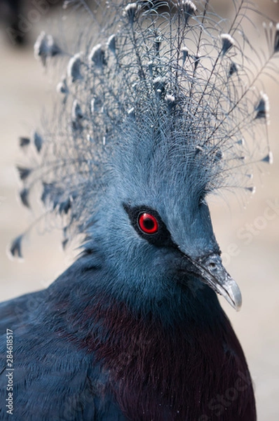 Obraz オウギバト