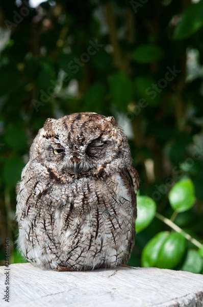 Obraz フクロウのウインク