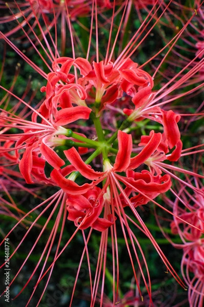 Obraz 曼珠沙華、上から