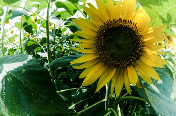 Obraz 日陰で休むヒマワリ、魚眼