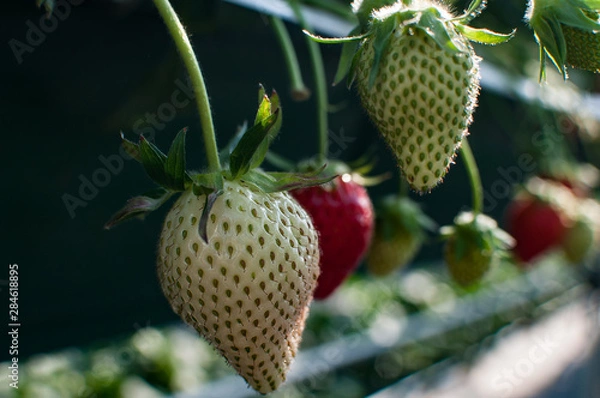 Obraz 未熟なイチゴ、白