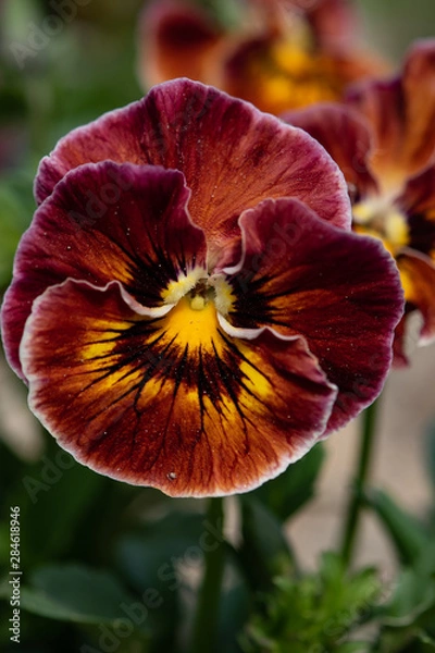 Obraz パンジー、アップ