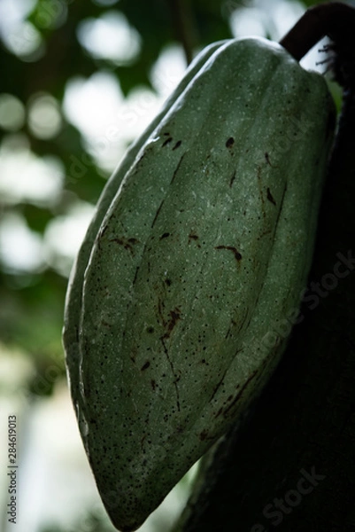 Obraz 未熟なカカオポッド