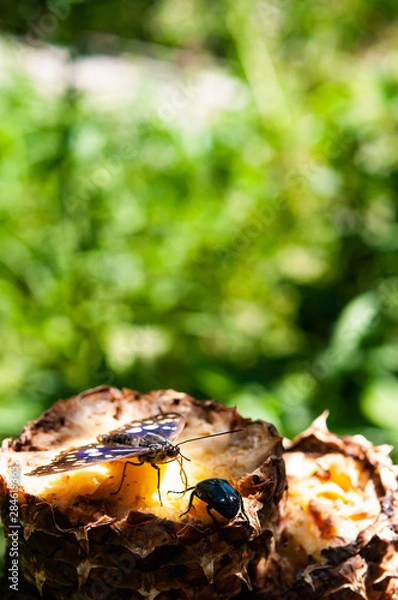 Obraz 食事中のオオムラサキ