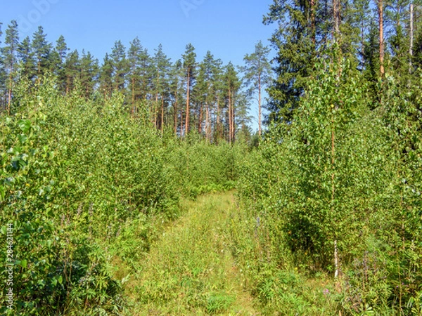 Fototapeta pine forest as background frame