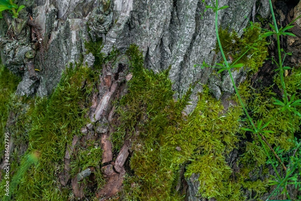 Fototapeta Texture of an old tree covered with moss