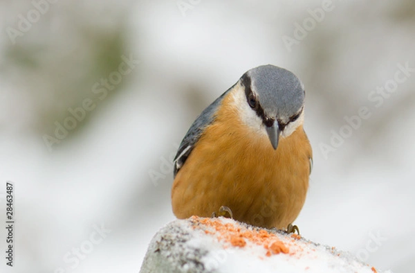 Fototapeta A Nuthatch Perched on a post