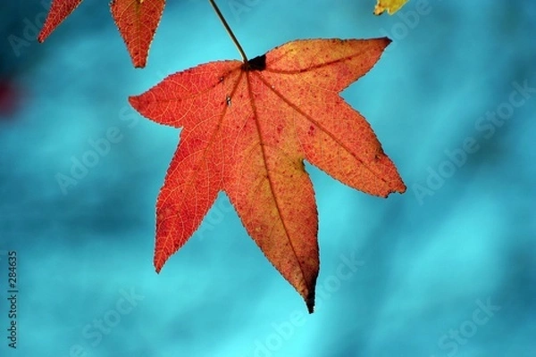 Obraz leaf in fall