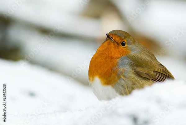 Fototapeta A Robin in the Snow